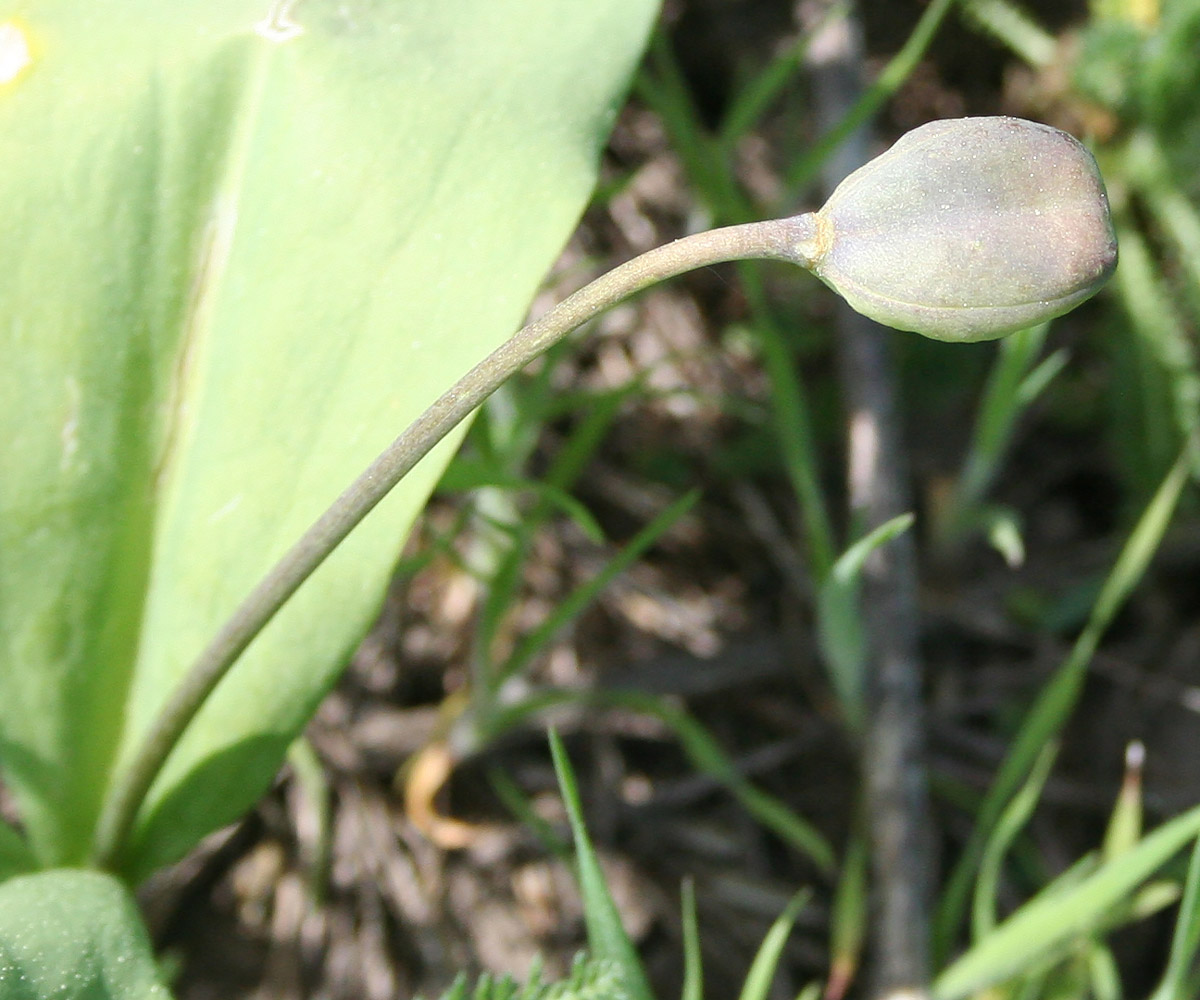 Image of Erythronium krylovii specimen.