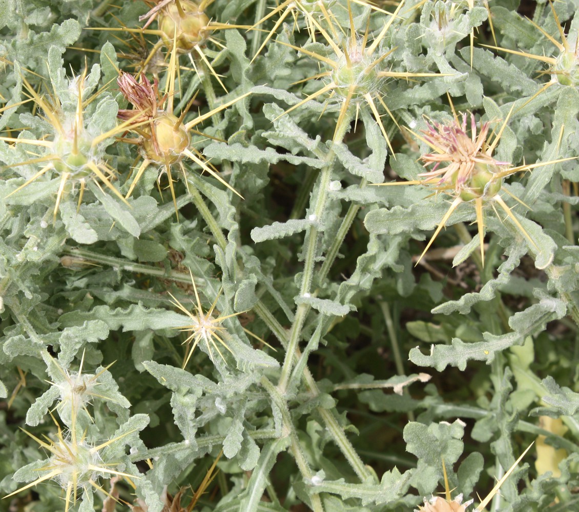 Image of Centaurea lanulata specimen.