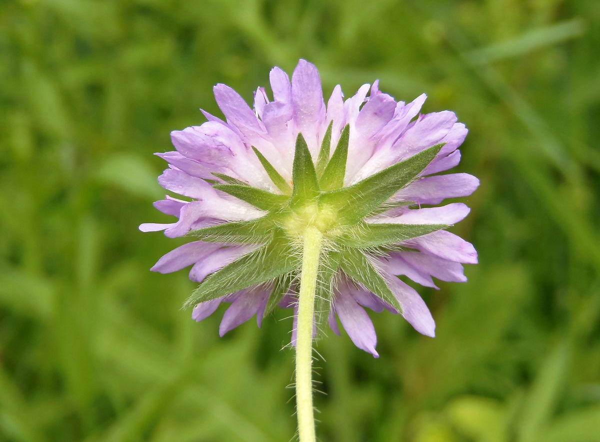 Изображение особи Knautia arvensis.