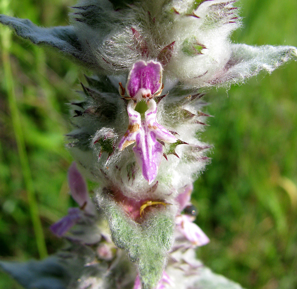 Image of Stachys velata specimen.