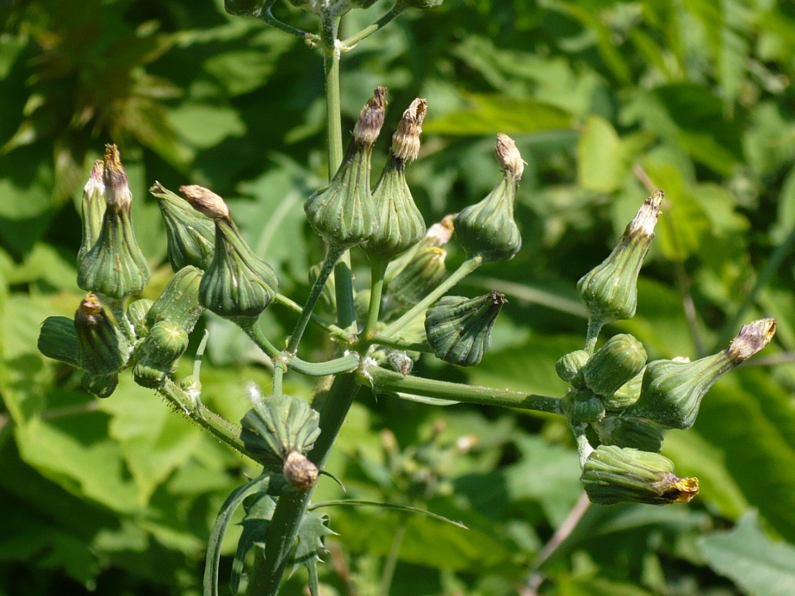 Изображение особи Sonchus oleraceus.