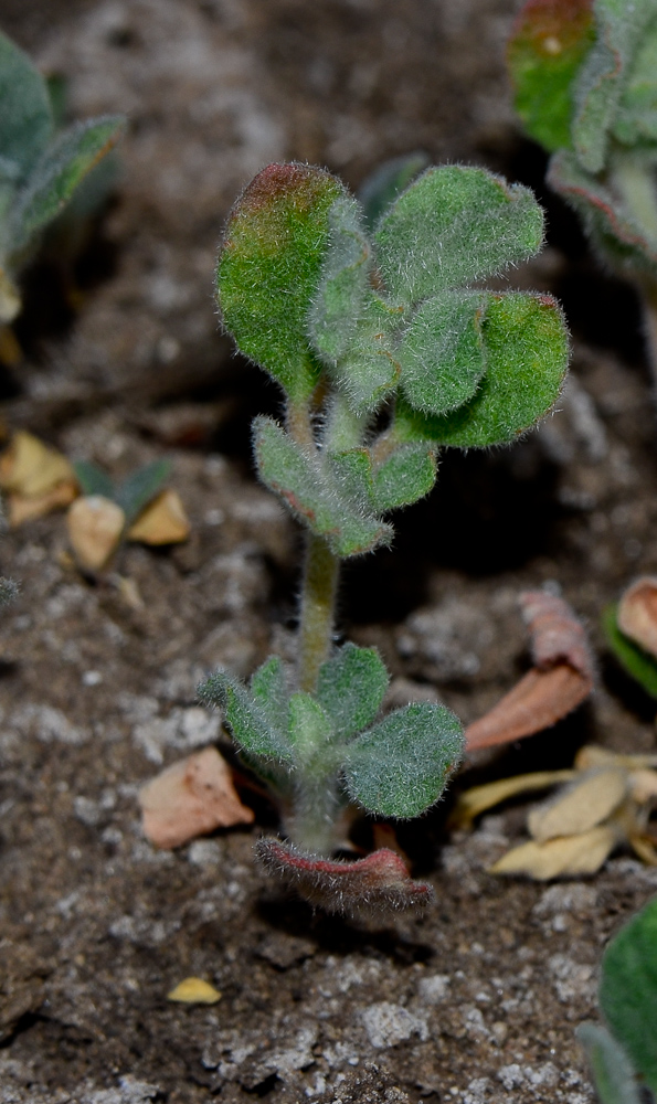 Image of Glinus lotoides specimen.