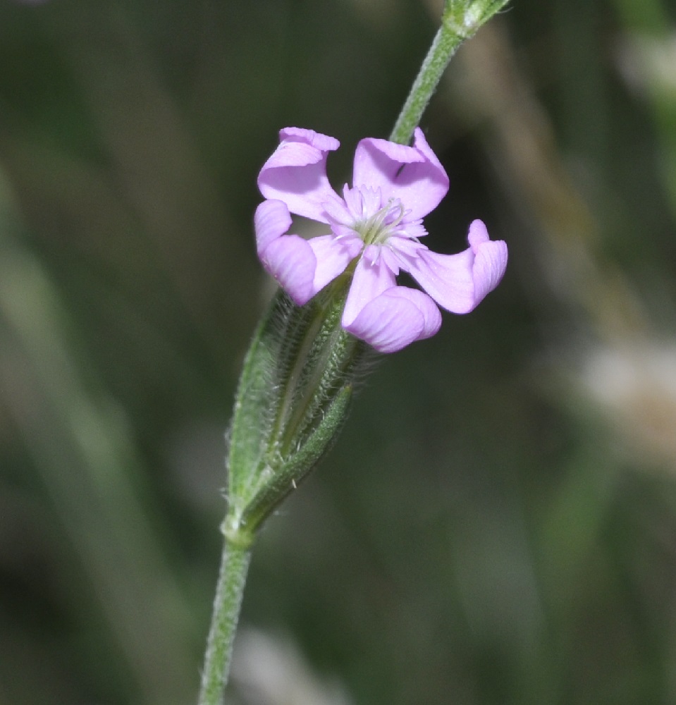 Image of Silene gallinyi specimen.