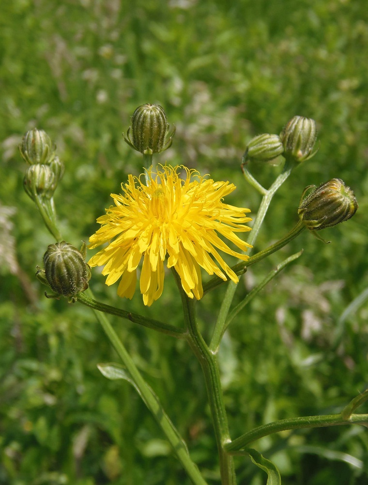 Image of Crepis biennis specimen.