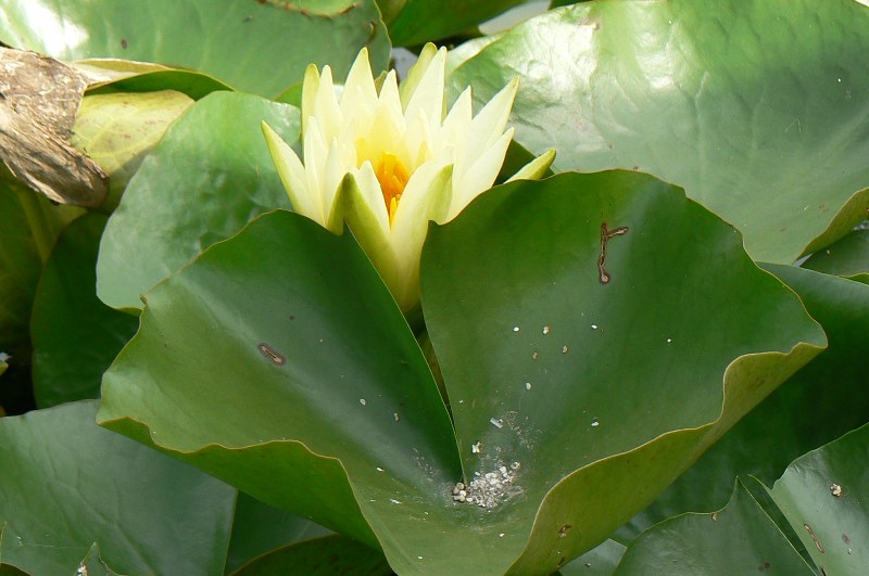 Image of Nymphaea mexicana specimen.