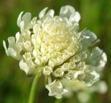 Scabiosa ochroleuca. Соцветие. Республика Татарстан, г. Бавлы. 21.07.2009.