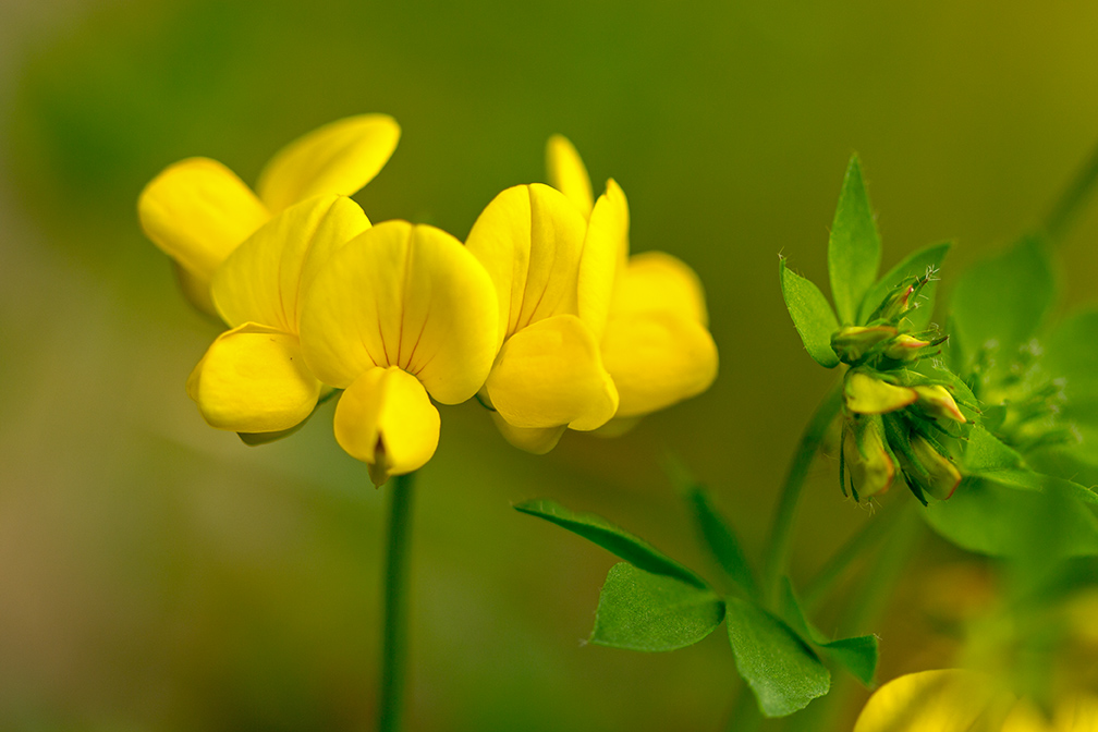 Image of genus Lotus specimen.