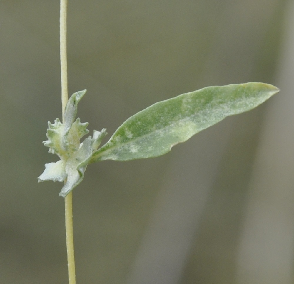 Изображение особи Atriplex patula.