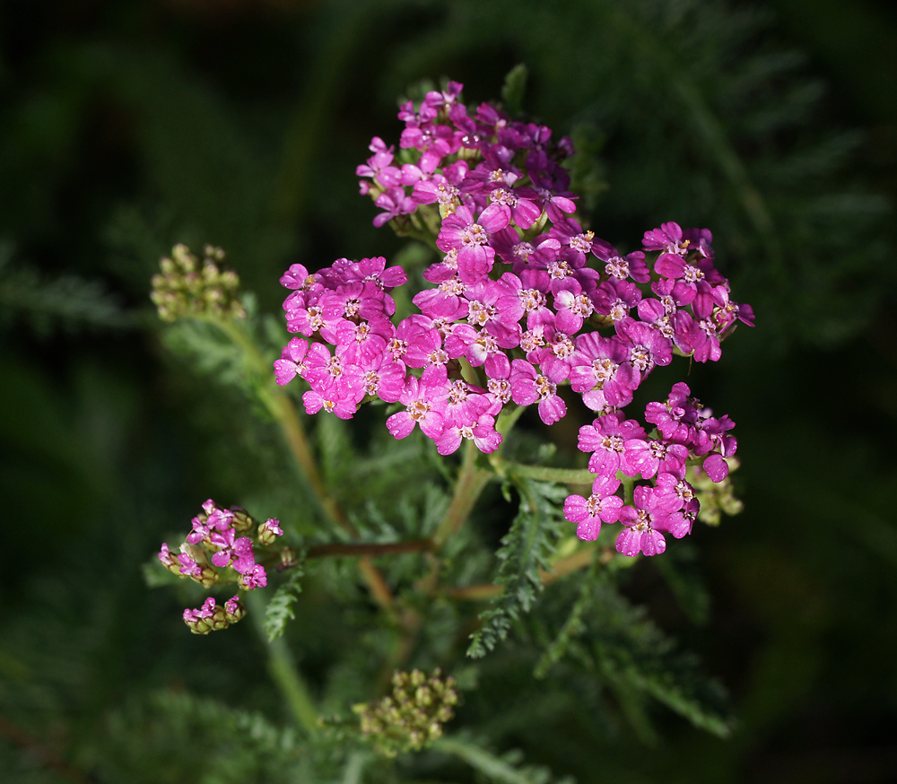 Image of Achillea millefolium specimen.