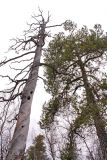 Pinus friesiana. Кроны мёртвого и живого деревьев. На стволе мёртвого дерева заметна очень характерная для северных сосен спиральная закрученность волокон древесины. Окрестности Мурманска, начало июня.
