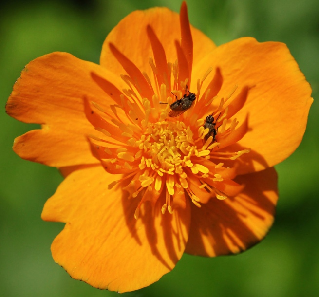 Изображение особи Trollius macropetalus.