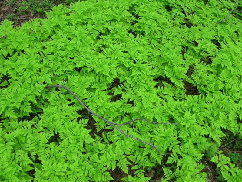 Image of Gymnocarpium dryopteris specimen.