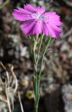 Dianthus versicolor. Верхушка цветущего растения. Алтай, Онгудайский р-н, ур. Калбак-Таш. 25.08.2009.