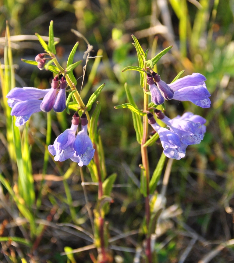 Image of Scutellaria ikonnikovii specimen.