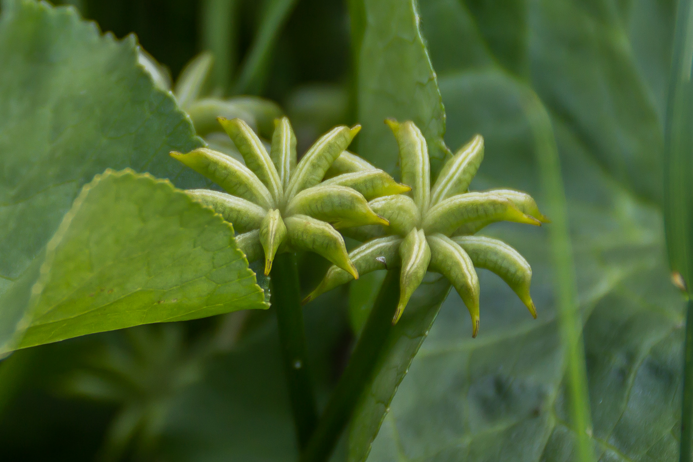 Image of Caltha palustris specimen.