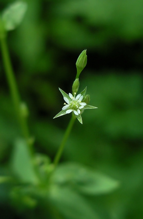 Image of Stellaria alsine specimen.