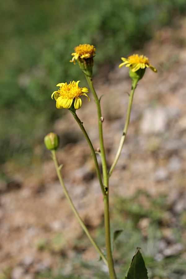 Image of Ligularia karataviensis specimen.