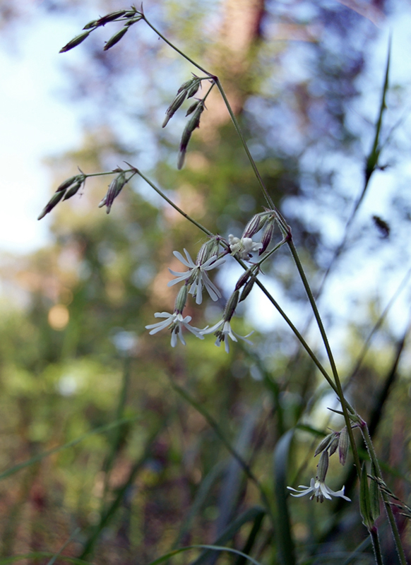 Image of Silene nutans specimen.