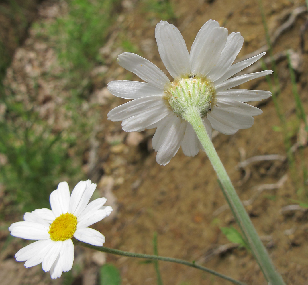 Image of Pyrethrum poteriifolium specimen.