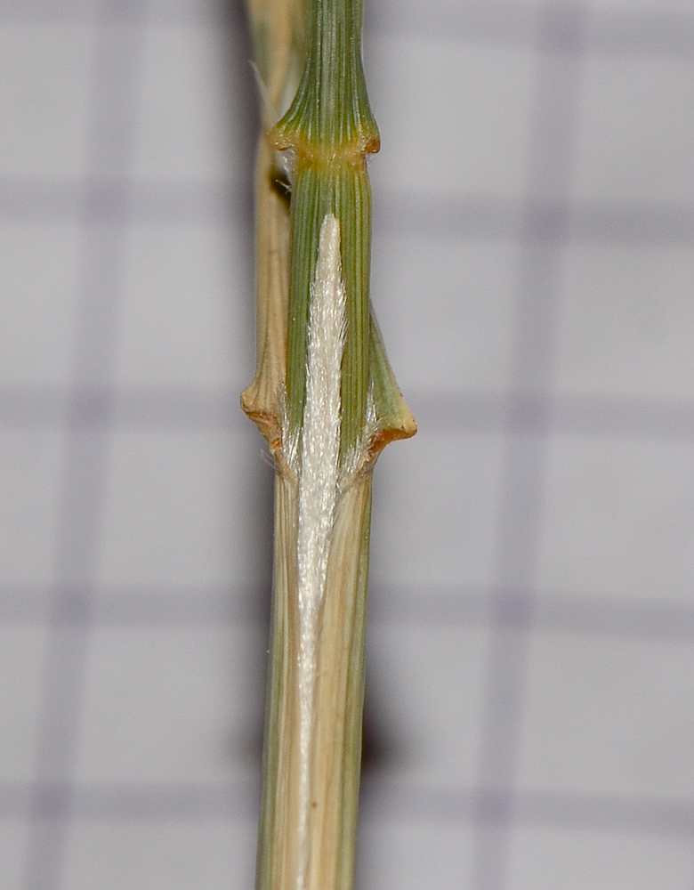 Image of Lasiurus scindicus specimen.