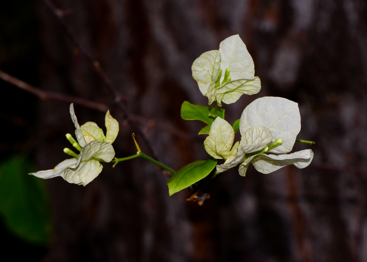 Изображение особи род Bougainvillea.