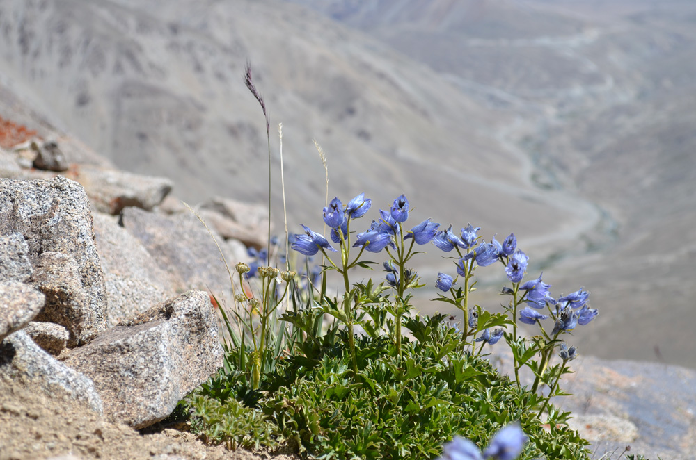 Изображение особи Delphinium brunonianum.