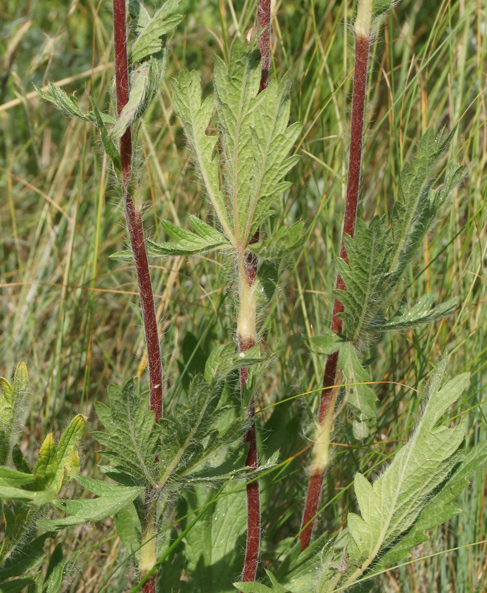 Image of Potentilla recta specimen.