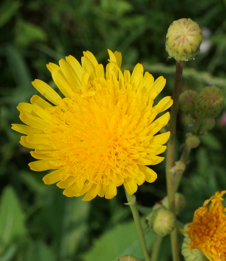 Изображение особи Sonchus oleraceus.