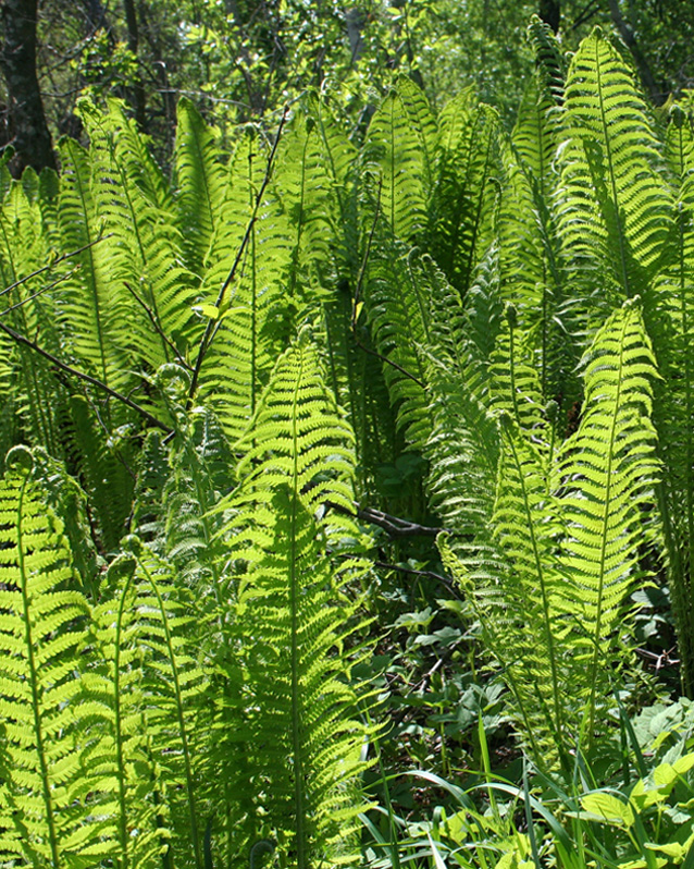 Image of Matteuccia struthiopteris specimen.