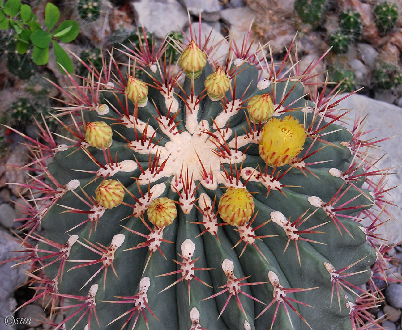 Image of genus Ferocactus specimen.