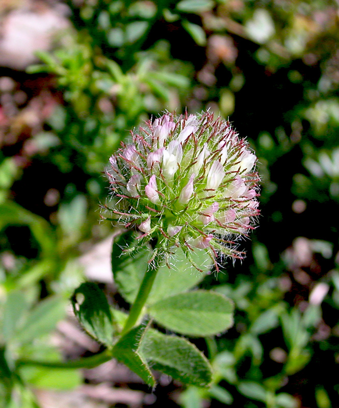 Image of Trifolium lappaceum specimen.