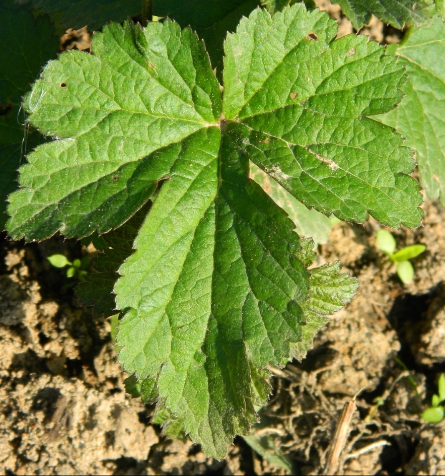 Image of Anemone hupehensis specimen.