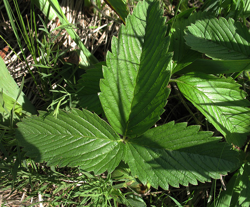 Изображение особи Fragaria viridis.