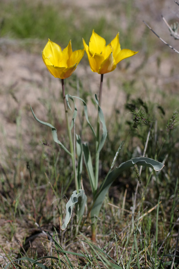 Изображение особи Tulipa lehmanniana.