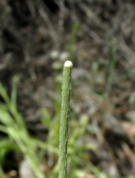 Image of Papaver laevigatum specimen.