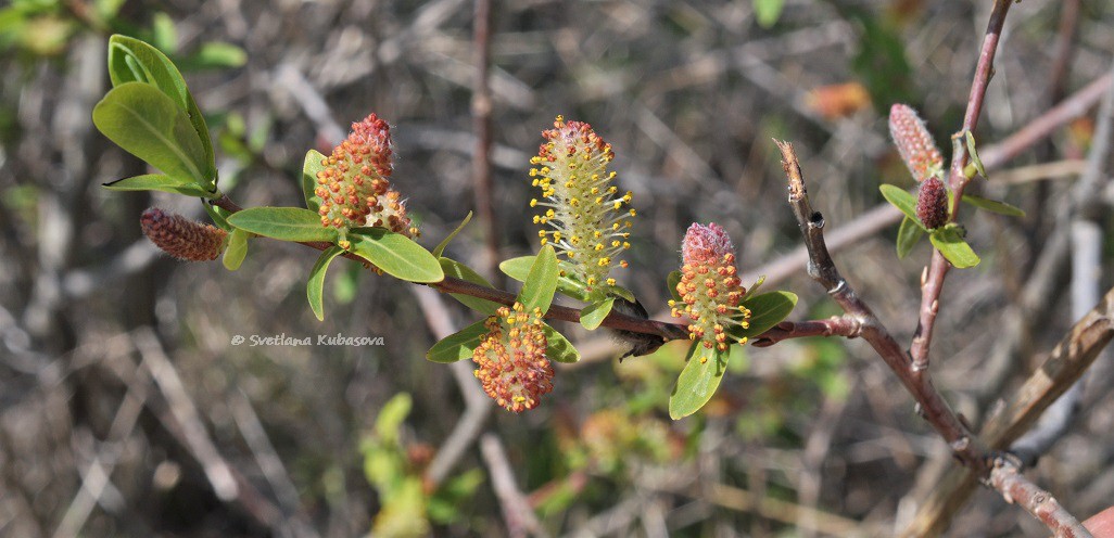 Изображение особи Salix kochiana.