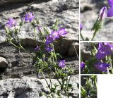 Campanula taurica. Верхняя часть цветущего растения (на врезках видны придатки чашечки, равные по размерам её долям). Украина, Хмельницкая обл., г. Каменец-Подольский, крепость. 19 августа 2008 г.