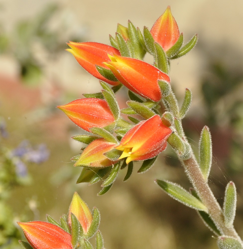 Image of Echeveria setosa specimen.