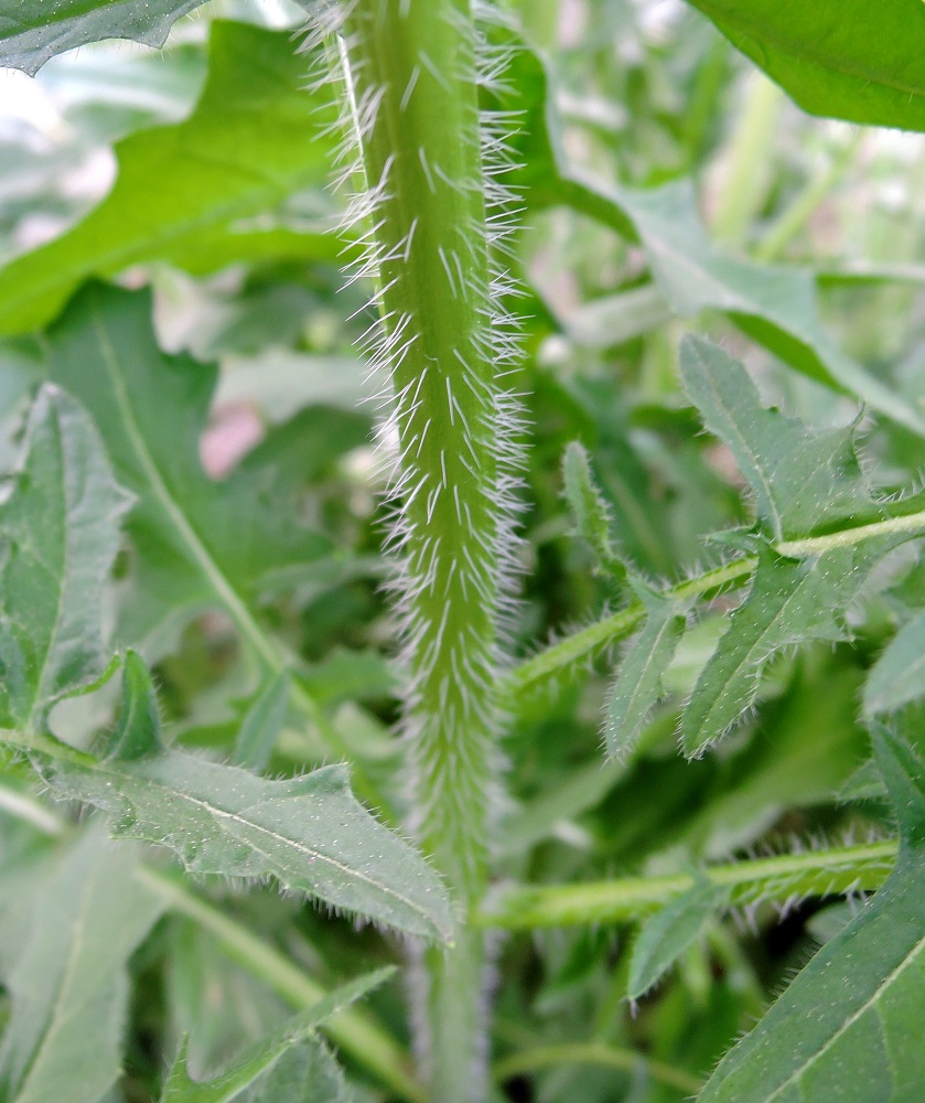 Image of Sisymbrium loeselii specimen.