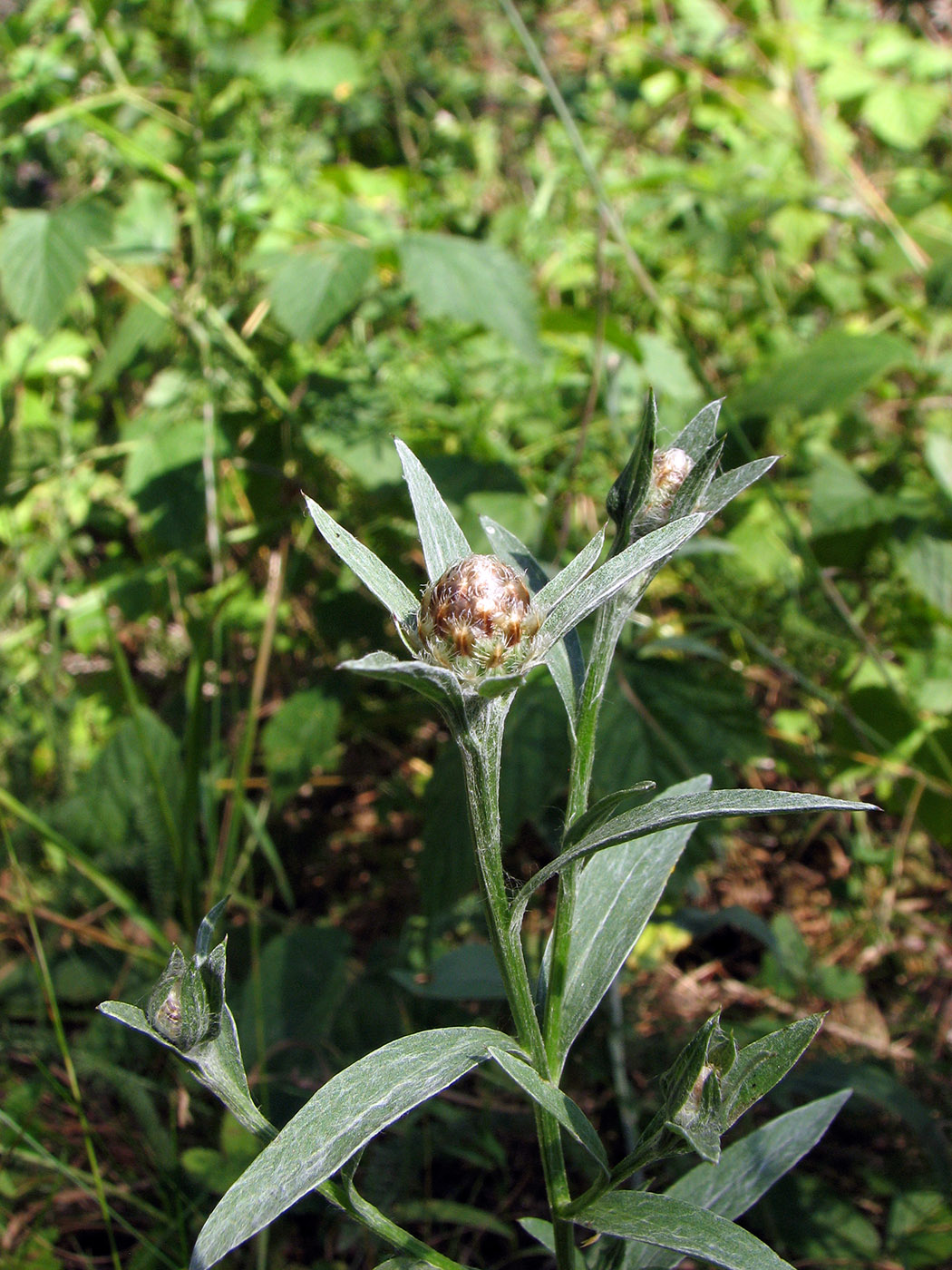 Изображение особи Centaurea jacea.