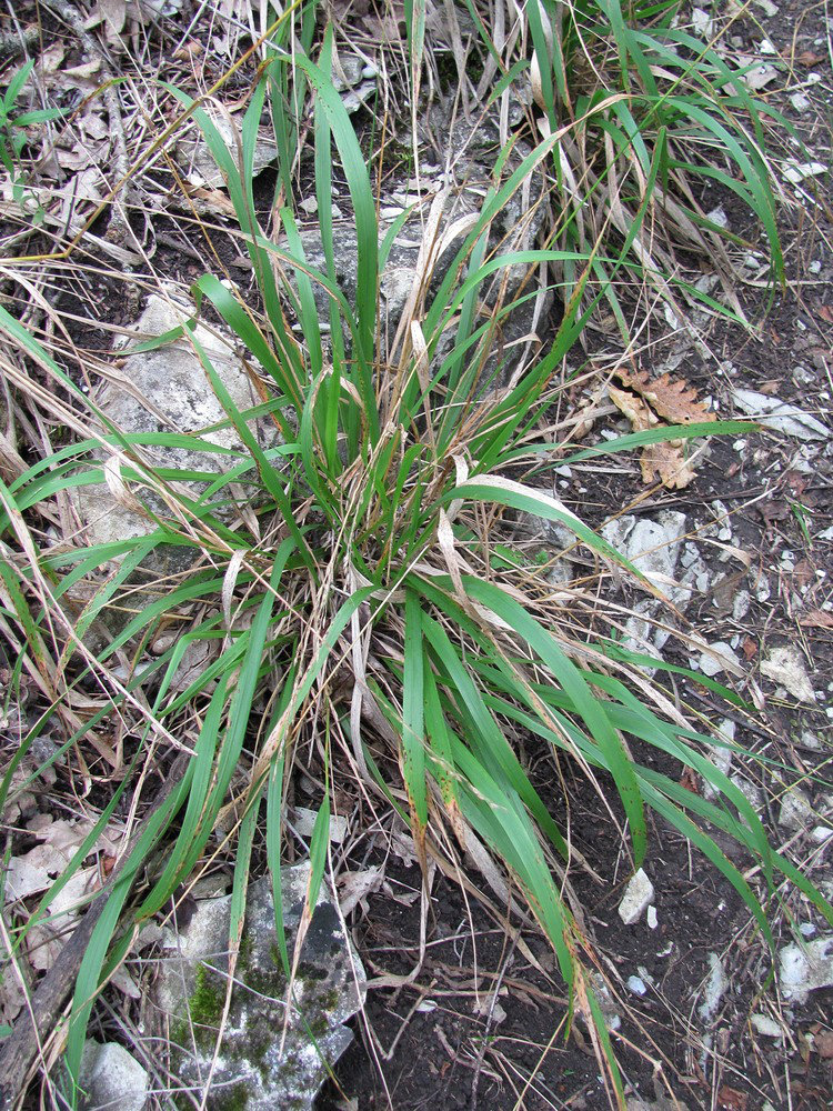 Image of Achnatherum virescens specimen.