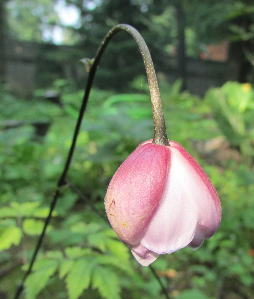 Изображение особи Anemonopsis macrophylla.