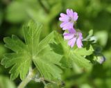 Geranium molle. Верхушка цветущего растения. Греция, Халкидики. 28.02.2010.