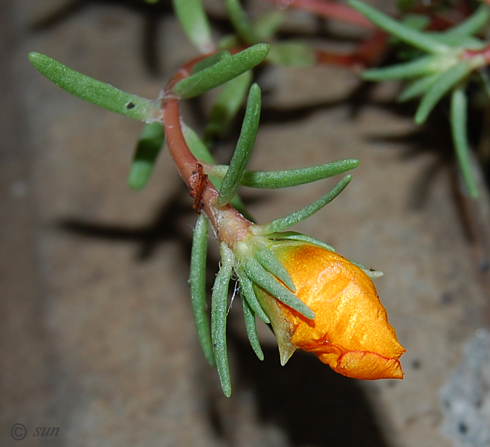 Image of Portulaca grandiflora specimen.