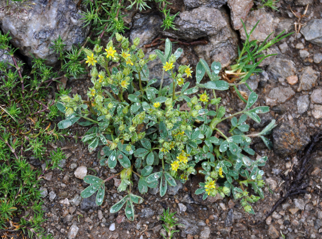 Изображение особи Sibbaldia parviflora.