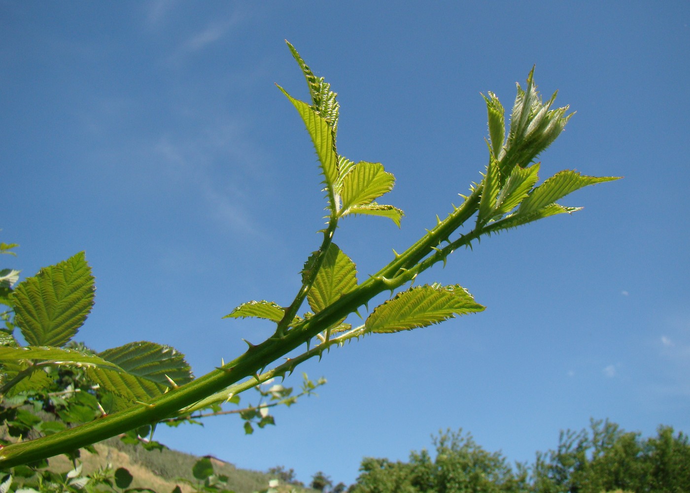 Image of Rubus candicans specimen.