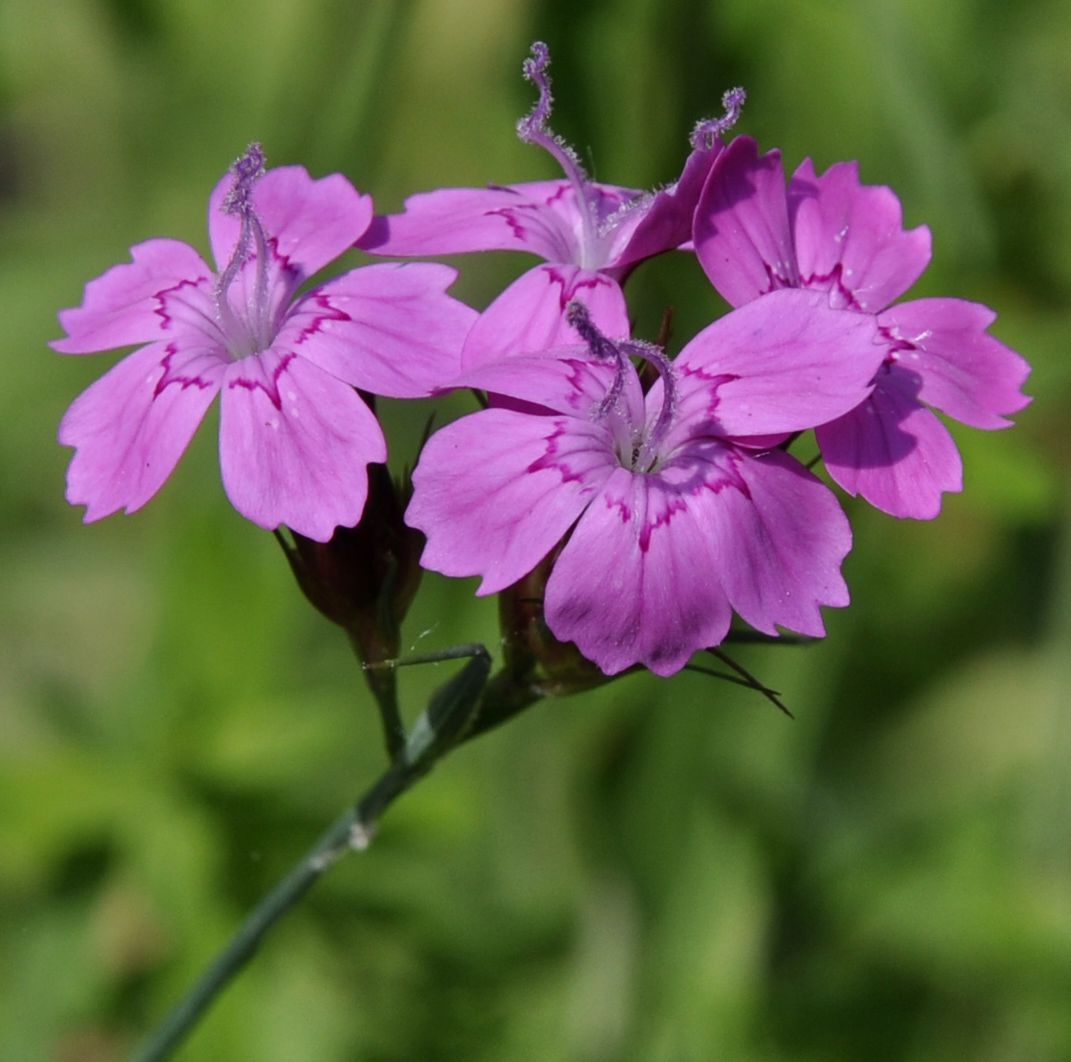 Image of genus Dianthus specimen.