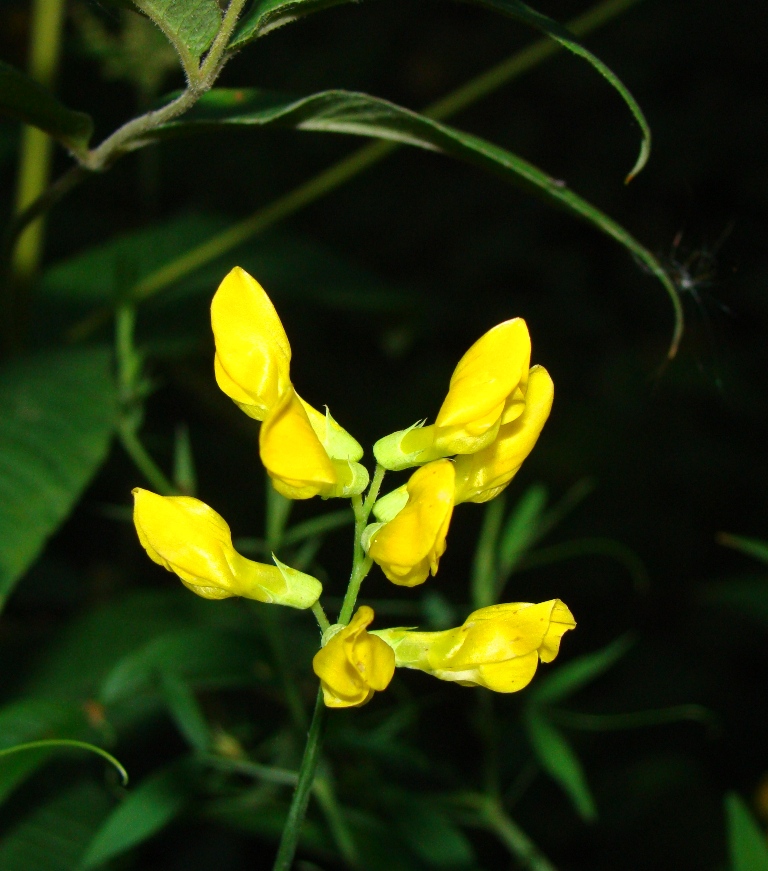 Изображение особи Lathyrus pratensis.