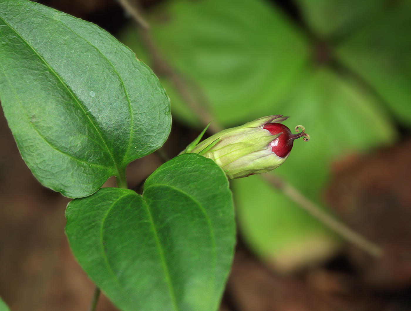 Изображение особи Crawfurdia japonica.