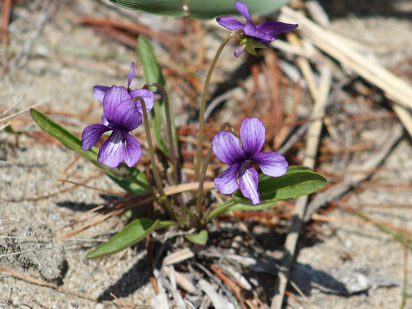 Image of Viola mandshurica specimen.